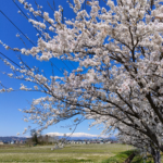 桜と飯豊山