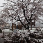 雪と桜の競演